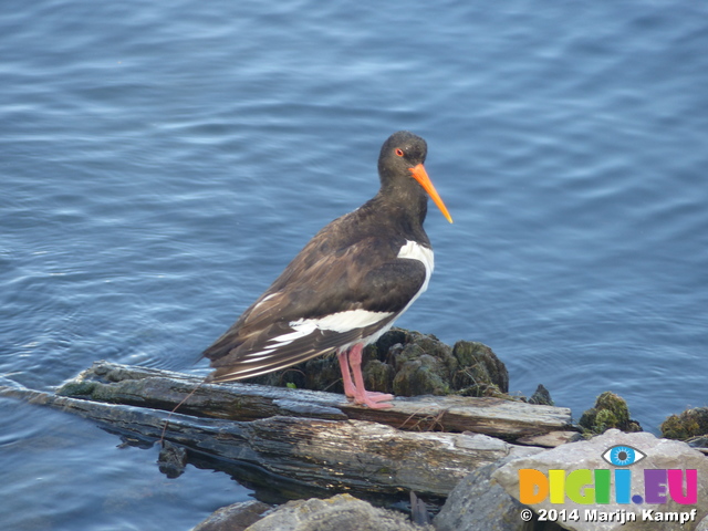 FZ006795 Oystercatcher (Haematopus ostralegus) grooming itself